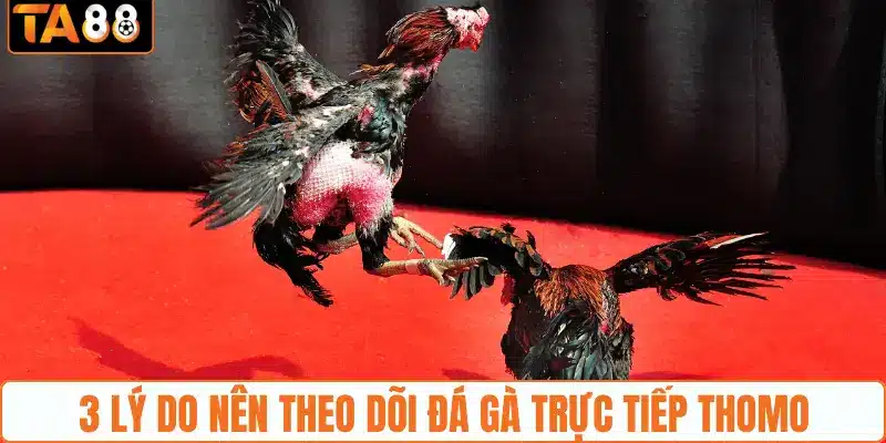 Đá Gà Trực Tiếp Thomo - Điểm Đến Hấp Dẫn Tại TA88 2026 - gemoka