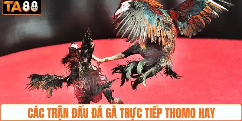 Đá Gà Trực Tiếp Thomo - Điểm Đến Hấp Dẫn Tại TA88 2026 - gemoka