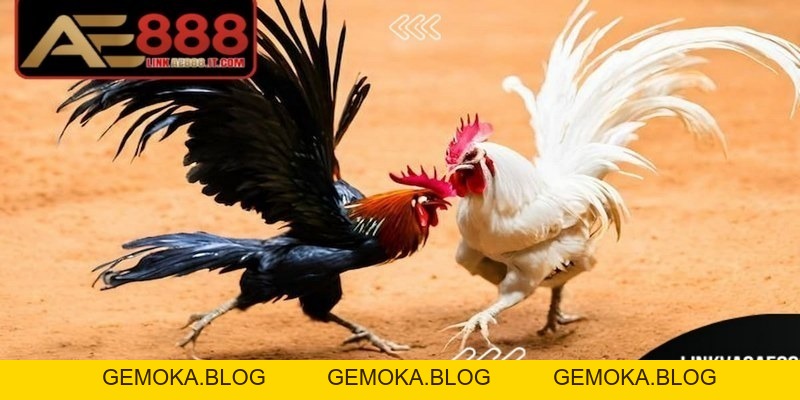Chia Sẻ Cách Chơi đá Gà AE888 Luôn Thắng Từ Cao Thủ Lâu Năm - gemoka