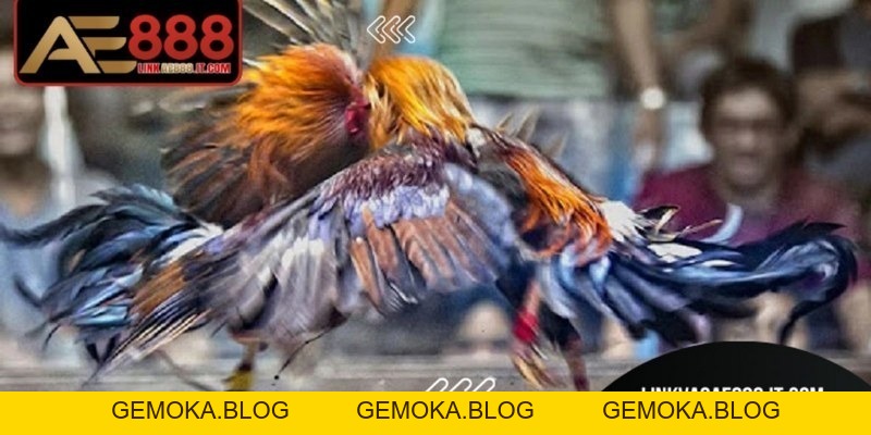 Chia Sẻ Cách Chơi đá Gà AE888 Luôn Thắng Từ Cao Thủ Lâu Năm - gemoka