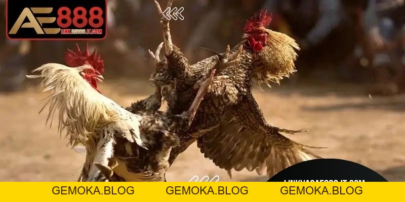 Cách Chơi Đá Gà Cựa Sắt AE888 - Hướng Dẫn Chi Tiết Từ A–Z - gemoka Cách Chơi Đá Gà Cựa Sắt AE888 - Hướng Dẫn Chi Tiết Từ A–Z - gemoka