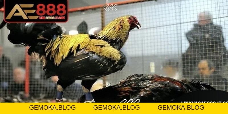 Cách Chơi Đá Gà Cựa Sắt AE888 - Hướng Dẫn Chi Tiết Từ A–Z - gemoka Cách Chơi Đá Gà Cựa Sắt AE888 - Hướng Dẫn Chi Tiết Từ A–Z - gemoka