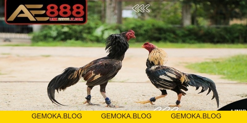 Cách Đúc Gà Đá AE888 Nhiều Trống Mang Lại Hiệu Quả Cao - gemoka
