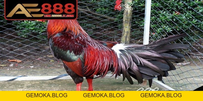 Cách Đúc Gà Đá AE888 Nhiều Trống Mang Lại Hiệu Quả Cao - gemoka