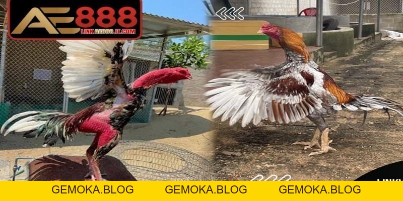 Cách Đúc Gà Đá AE888 Nhiều Trống Mang Lại Hiệu Quả Cao - gemoka