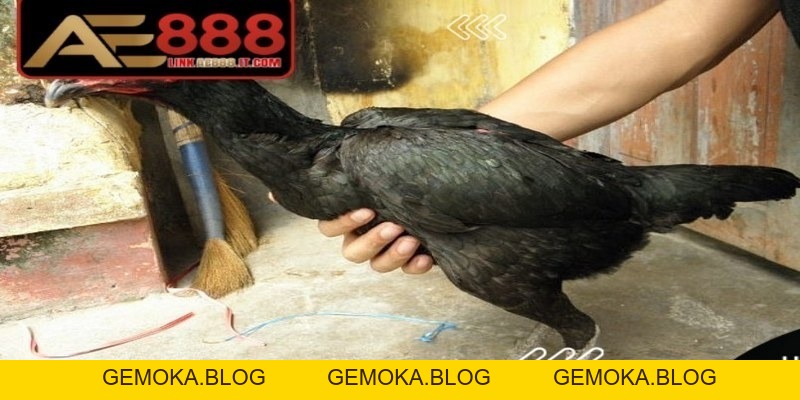 Cách Đúc Gà Đá AE888 Nhiều Trống Mang Lại Hiệu Quả Cao - gemoka