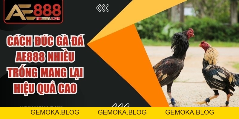 Chia Sẻ Cách Chơi đá Gà AE888 Luôn Thắng Từ Cao Thủ Lâu Năm - gemoka