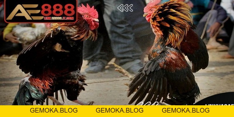 Đá Gà Ăn Tiền AE888 - Trải Nghiệm Trực Tuyến Minh Bạch - gemoka