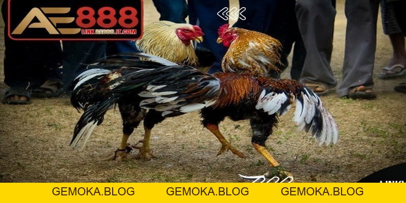 Đá Gà Ăn Tiền AE888 - Trải Nghiệm Trực Tuyến Minh Bạch - gemoka