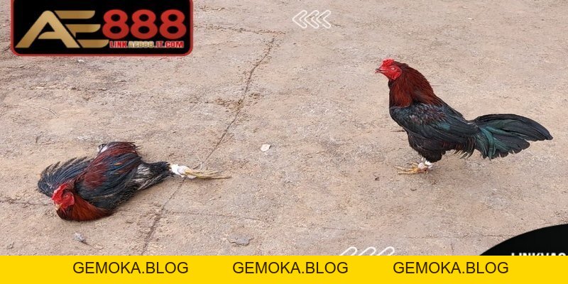 Đá Gà Ăn Tiền AE888 - Trải Nghiệm Trực Tuyến Minh Bạch - gemoka