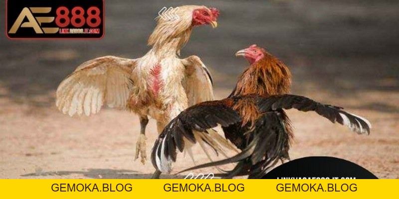 Đá Gà Ăn Tiền AE888 - Trải Nghiệm Trực Tuyến Minh Bạch - gemoka