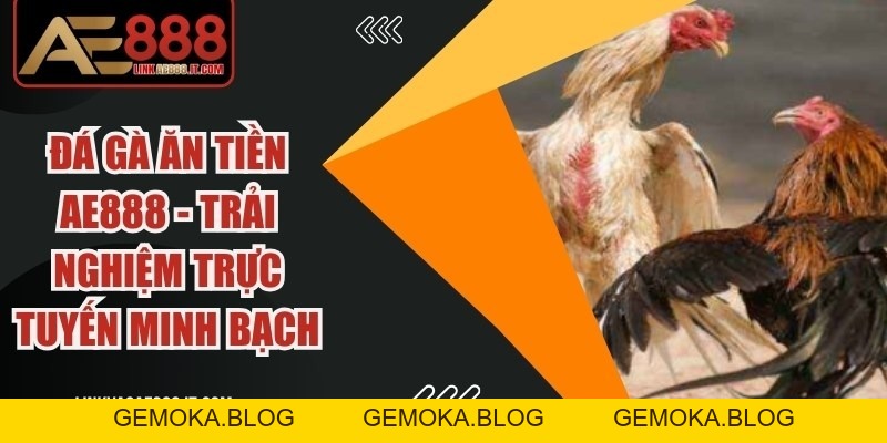 Đá Gà Trực Tiếp Thomo 24/7 AE888 Hấp Dẫn, Kịch Tính - gemoka