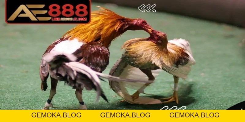 Đá Gà Cựa Dao AE888 - Trải Nghiệm Kịch Tính Tốc Độ Cao - gemoka