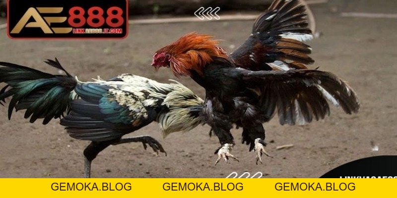 Đá Gà Cựa Dao AE888 - Trải Nghiệm Kịch Tính Tốc Độ Cao - gemoka
