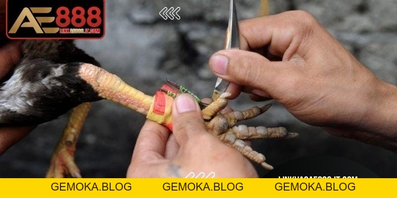 Đá Gà Cựa Dao AE888 - Trải Nghiệm Kịch Tính Tốc Độ Cao - gemoka