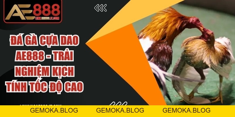 Thuật Ngữ Đá Gà AE888 - Tổng Hợp Khái Niệm Cần Biết - gemoka