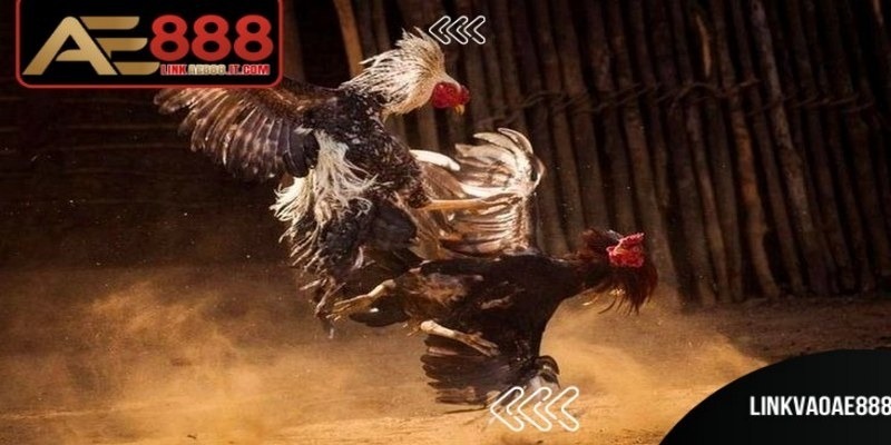 Đá Gà Thomo Ae888 - Điểm Đến Trực Tuyến Uy Tín Hàng Đầu - gemoka
