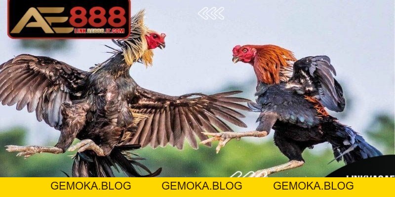 Đá Gà Trực Tiếp Casino AE888 - Sân Chơi Hấp Dẫn Hàng Đầu - gemoka
