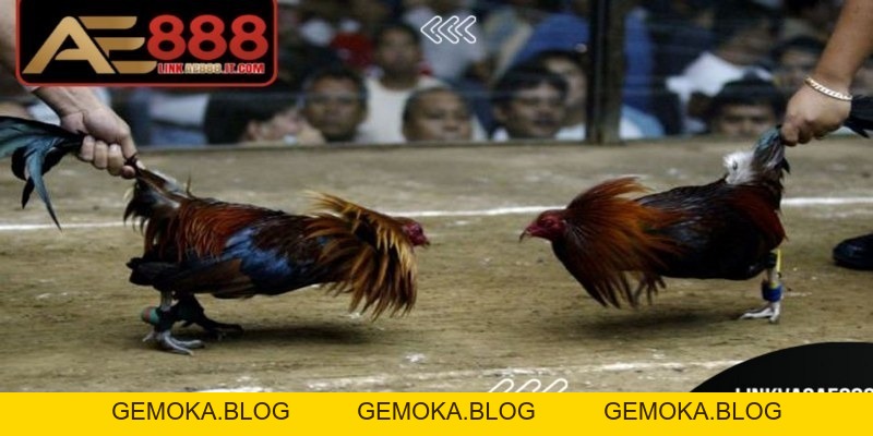 Đá Gà Trực Tiếp Casino AE888 - Sân Chơi Hấp Dẫn Hàng Đầu - gemoka