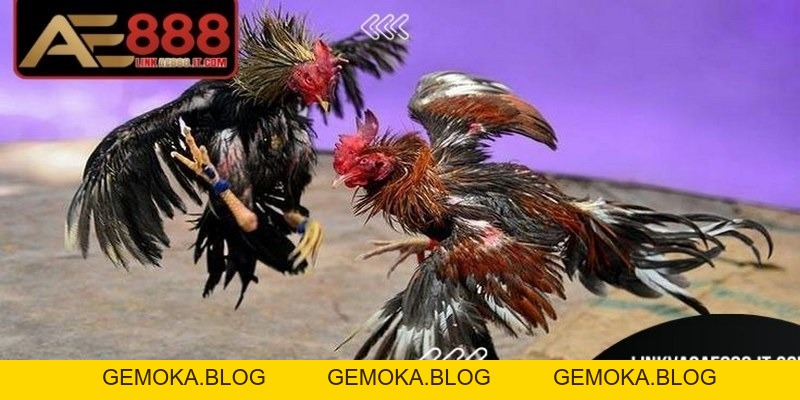 Đá Gà Trực Tiếp Casino AE888 - Sân Chơi Hấp Dẫn Hàng Đầu - gemoka
