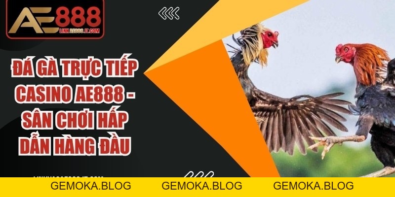 Gà đòn Thái Lan AE888 - Giống Chiến Kê Thi Đấu Đỉnh Cao - gemoka