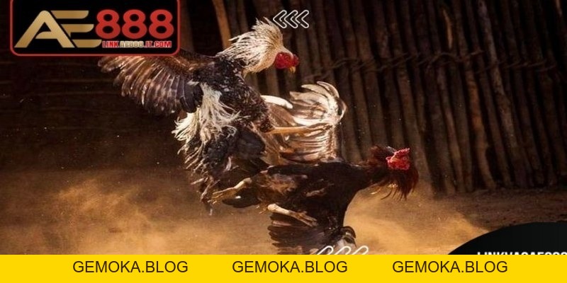 Đá Gà Trực Tiếp Thomo 24/7 AE888 Hấp Dẫn, Kịch Tính - gemoka