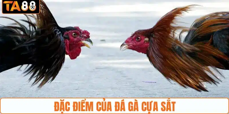 Đá gà cựa sắt - Nắm Chắc Kiến Thức Cá Cược Đá Gà Tại TA88 - gemoka