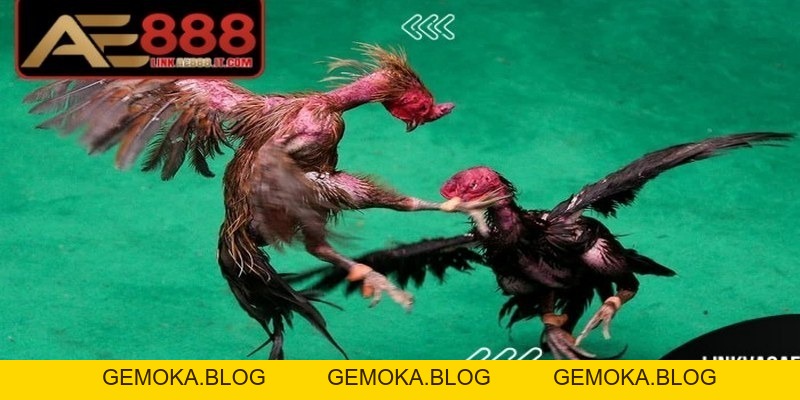 Gà đòn Thái Lan AE888 - Giống Chiến Kê Thi Đấu Đỉnh Cao - gemoka