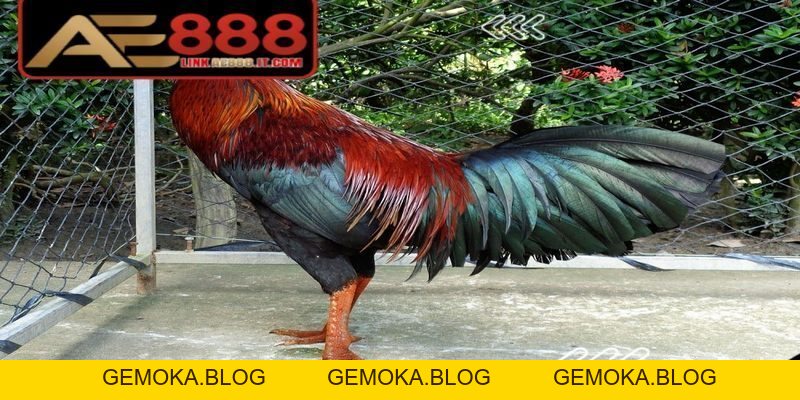 Gà đòn Thái Lan AE888 - Giống Chiến Kê Thi Đấu Đỉnh Cao - gemoka
