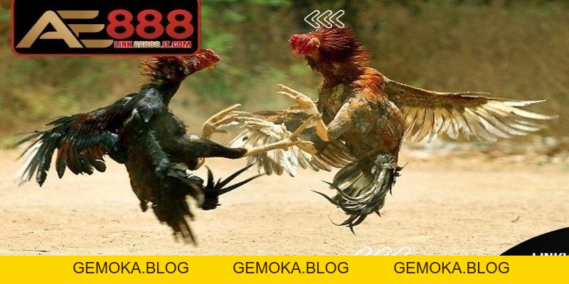 Gà đòn Thái Lan AE888 - Giống Chiến Kê Thi Đấu Đỉnh Cao - gemoka