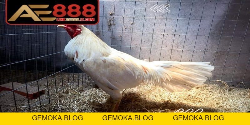 Gà đòn Thái Lan AE888 - Giống Chiến Kê Thi Đấu Đỉnh Cao - gemoka