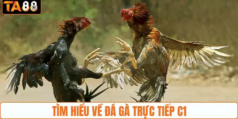Đá Gà Trực Tiếp C1 - Sàn Đấu Kịch Tính, Căng thẳng Tại TA88 - gemoka