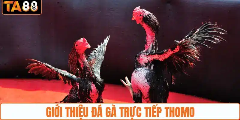 Đá Gà Trực Tiếp Thomo - Điểm Đến Hấp Dẫn Tại TA88 2026 - gemoka