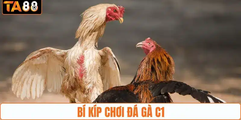 Đá Gà Trực Tiếp C1 - Sàn Đấu Kịch Tính, Căng thẳng Tại TA88 - gemoka