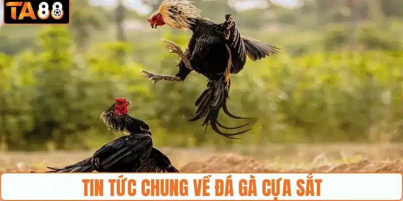 Đá gà cựa sắt - Nắm Chắc Kiến Thức Cá Cược Đá Gà Tại TA88 - gemoka