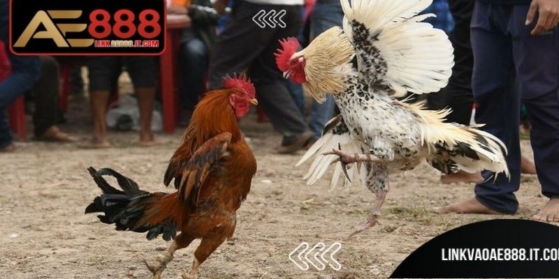 Thuật Ngữ Đá Gà AE888 - Tổng Hợp Khái Niệm Cần Biết - gemoka