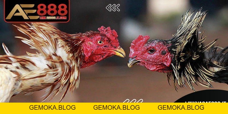 Thuật Ngữ Trong đá Gà AE888 – Tất Tần Tật Về Kê Cho Anh Em - gemoka Thuật Ngữ Trong đá Gà AE888 – Tất Tần Tật Về Kê Cho Anh Em - gemoka
