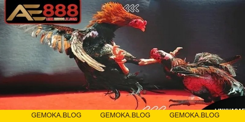 Thuật Ngữ Trong đá Gà AE888 – Tất Tần Tật Về Kê Cho Anh Em - gemoka Thuật Ngữ Trong đá Gà AE888 – Tất Tần Tật Về Kê Cho Anh Em - gemoka