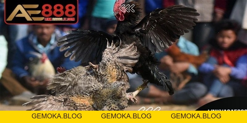 Thuật Ngữ Trong đá Gà AE888 – Tất Tần Tật Về Kê Cho Anh Em - gemoka Thuật Ngữ Trong đá Gà AE888 – Tất Tần Tật Về Kê Cho Anh Em - gemoka